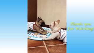 Funny cute animals playing compilation