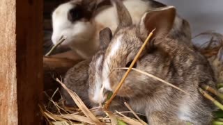 bunny eating grass