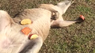 Wallaby Snacks in the Sun