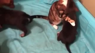 Hilarious video where cat is playing with puppies