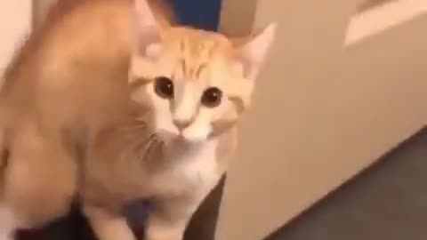 Cat that listening
