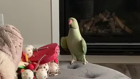 Dancing Parrot Shows Off Moves For Camera