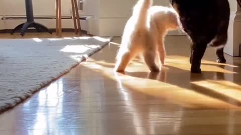 Funny cats - Surprise Attack