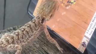 Pet Lizard Plays with Ants on Phone
