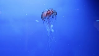 Beautiful jellyfish swimming in aquarium