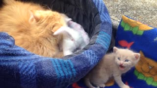 kittens with their mom