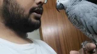 Adorable Bond Between Human and Parrot