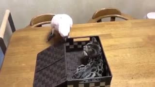 A Bird trying to Open A box