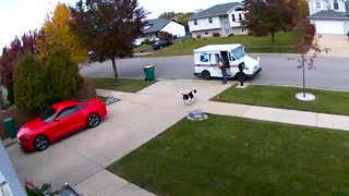 This American Bulldog Is Super Excited To Deliver The Mail