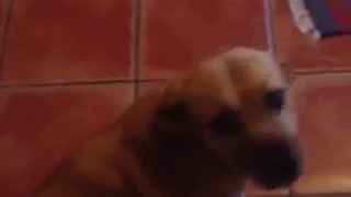 Dog's amusing obsession with vacuum cleaner