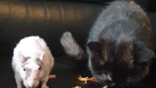 Cat and Rat Share Their Favorite Food
