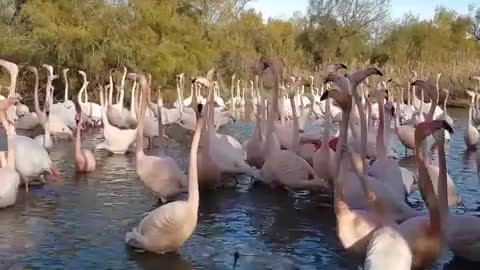 Screaming flamingos