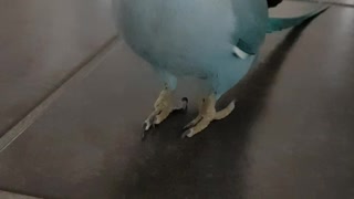 Blue parrot in the house