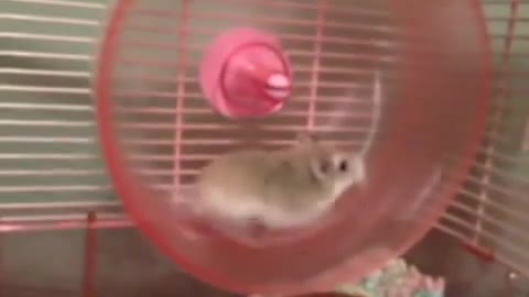 HILARIOUS HAMSTER WHEEL FAIL VINE | Funny Things | Funny Videos |