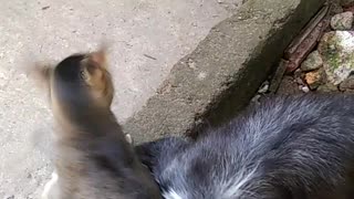 Dog attack cat
