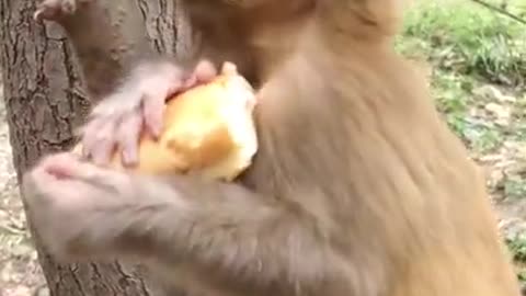 Newborn baby monkey feeding video