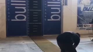 Incredibly Agile Dog Jumps for Gold
