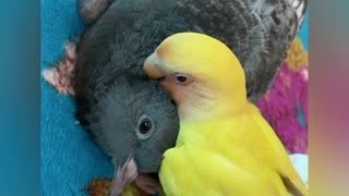 Sweet parrot cuddles with pigeon best friend