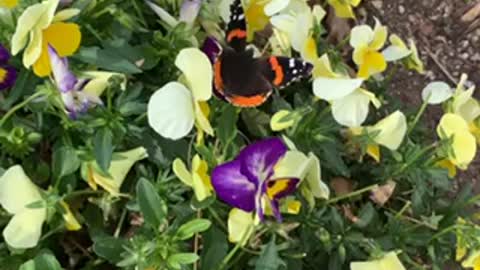 Butterfly on flowers boomerang