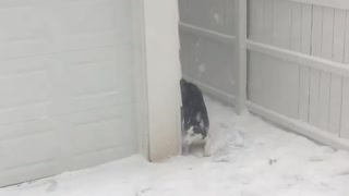 Husky dogs play hide-and-seek in the snow