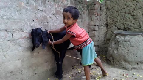 little kids playing with pet goat