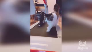 These two cats are exercising!