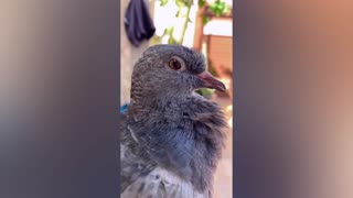 Yawning pigeon