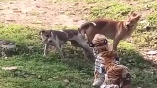 Funny Tiger Prank Dogs