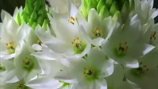 Beautiful Flower Nature WhatsApp Status Video 360p