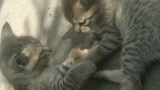 Sibling cats fighting