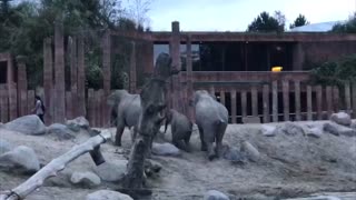 Man Jumps into Elephant Enclosure