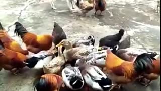 dog fight with chicken
