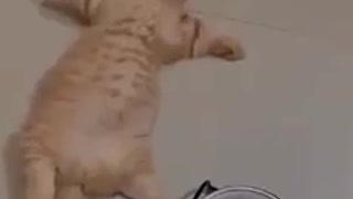 Kitten sleeping cut
