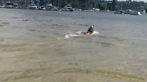Surfing dog!!! 😲🐶😂 part1