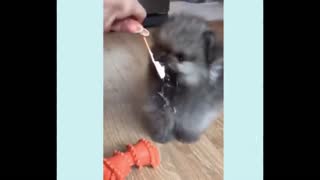 Funny Puppy Videos - 2
