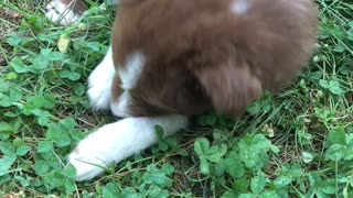 Border Collie Puppy Searching For 4 Leaf Clover