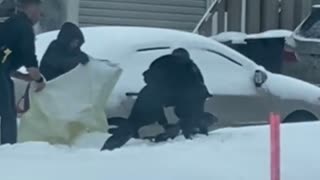 Canadian Police Try to Catch Seal