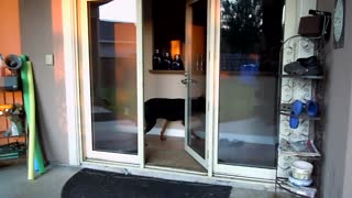 Doberman Learns How To Close Door After Opening It
