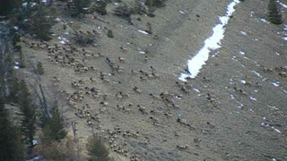 Massive Migration of Elk