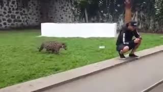 Jaguar Attack?
