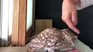 little owl tricks