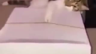 CAT CRAZY FROG Video