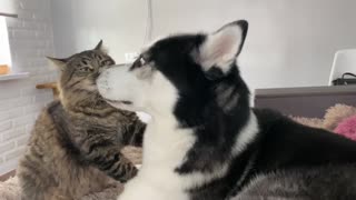 Epic playtime between cat & husky best friends