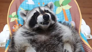 Raccoon lies in the baby reclined cradle and chews gum with both hands.