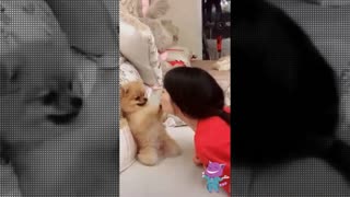 Wow! Cute doggy - Cutest puppies