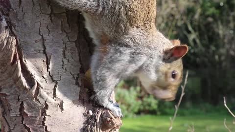 See why he found this squirrel inside the tree 😯