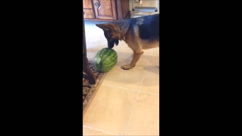 German Shepherd Puppy Dog How to eat this ball ( watermelon )