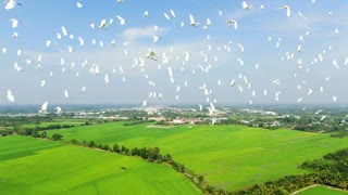 Flying with the birds