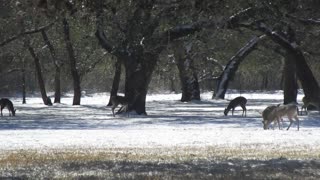 Deer Eating in the Snow