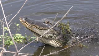 alligator growling during breeding season